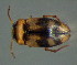  ( - BC ZSM AQU 00286)  @12 [ ] CreativeCommons - Attribution Non-Commercial Share-Alike (2010) Unspecified SNSB, Zoologische Staatssammlung Muenchen