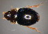  ( - BC ZSM AQU 00298)  @13 [ ] CreativeCommons - Attribution Non-Commercial Share-Alike (2010) Unspecified SNSB, Zoologische Staatssammlung Muenchen