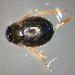  ( - BC ZSM AQU 00299)  @12 [ ] CreativeCommons - Attribution Non-Commercial Share-Alike (2010) Unspecified SNSB, Zoologische Staatssammlung Muenchen