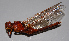  ( - BC ZSM AQU 00312)  @12 [ ] CreativeCommons - Attribution Non-Commercial Share-Alike (2010) Unspecified SNSB, Zoologische Staatssammlung Muenchen