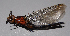  ( - BC ZSM AQU 00320)  @13 [ ] CreativeCommons - Attribution Non-Commercial Share-Alike (2010) Unspecified SNSB, Zoologische Staatssammlung Muenchen