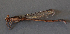  ( - BC ZSM AQU 00322)  @14 [ ] CreativeCommons - Attribution Non-Commercial Share-Alike (2010) Unspecified SNSB, Zoologische Staatssammlung Muenchen