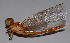  ( - BC ZSM AQU 00325)  @13 [ ] CreativeCommons - Attribution Non-Commercial Share-Alike (2010) Unspecified SNSB, Zoologische Staatssammlung Muenchen