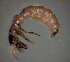  ( - BC ZSM AQU 00345)  @12 [ ] CreativeCommons - Attribution Non-Commercial No Derivatives (2010) Unspecified SNSB, Zoologische Staatssammlung Muenchen