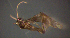  ( - BC ZSM AQU 00358)  @12 [ ] CreativeCommons - Attribution Non-Commercial No Derivatives (2010) Unspecified SNSB, Zoologische Staatssammlung Muenchen