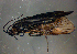 (Oligotricha striata - BC ZSM AQU 00368)  @13 [ ] CreativeCommons - Attribution Non-Commercial No Derivatives (2010) Unspecified SNSB, Zoologische Staatssammlung Muenchen