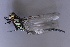  ( - BC ZSM AQU 00382)  @11 [ ] CreativeCommons - Attribution Non-Commercial Share-Alike (2010) Unspecified SNSB, Zoologische Staatssammlung Muenchen
