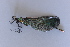  ( - BC ZSM AQU 00388)  @11 [ ] CreativeCommons - Attribution Non-Commercial Share-Alike (2010) Unspecified SNSB, Zoologische Staatssammlung Muenchen