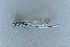  ( - BC ZSM AQU 00398)  @11 [ ] CreativeCommons - Attribution Non-Commercial Share-Alike (2010) Unspecified SNSB, Zoologische Staatssammlung Muenchen