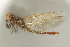 (Sympetrum vulgatum - BC ZSM AQU 00425)  @14 [ ] CreativeCommons - Attribution Non-Commercial Share-Alike (2010) Unspecified SNSB, Zoologische Staatssammlung Muenchen