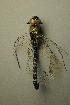 ( - BC ZSM AQU 00427)  @12 [ ] CreativeCommons - Attribution Non-Commercial Share-Alike (2010) Unspecified SNSB, Zoologische Staatssammlung Muenchen