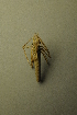  ( - BC ZSM AQU 00431)  @13 [ ] CreativeCommons - Attribution Non-Commercial Share-Alike (2010) Unspecified SNSB, Zoologische Staatssammlung Muenchen