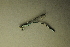  (Coenagrion puella - BC ZSM AQU 00433)  @14 [ ] CreativeCommons - Attribution Non-Commercial Share-Alike (2010) Unspecified SNSB, Zoologische Staatssammlung Muenchen