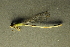  ( - BC ZSM AQU 00442)  @13 [ ] CreativeCommons - Attribution Non-Commercial Share-Alike (2010) Unspecified SNSB, Zoologische Staatssammlung Muenchen