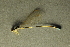  (Nehalennia speciosa - BC ZSM AQU 00446)  @13 [ ] CreativeCommons - Attribution Non-Commercial Share-Alike (2010) Unspecified SNSB, Zoologische Staatssammlung Muenchen