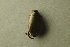  ( - BC ZSM AQU 00513)  @12 [ ] CreativeCommons - Attribution Non-Commercial Share-Alike (2010) Unspecified SNSB, Zoologische Staatssammlung Muenchen