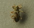  (Stenelmis canaliculata - BC ZSM AQU 00569)  @11 [ ] CreativeCommons - Attribution Non-Commercial Share-Alike (2010) Unspecified SNSB, Zoologische Staatssammlung Muenchen