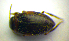  ( - BC ZSM COLA 00484)  @12 [ ] CreativeCommons - Attribution Non-Commercial Share-Alike (2010) Stefan Schmidt SNSB, Zoologische Staatssammlung Muenchen