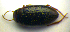  ( - BC ZSM COLA 00489)  @11 [ ] CreativeCommons - Attribution Non-Commercial Share-Alike (2010) Stefan Schmidt SNSB, Zoologische Staatssammlung Muenchen