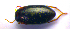  ( - BC ZSM COLA 00554)  @12 [ ] CreativeCommons - Attribution Non-Commercial Share-Alike (2010) Stefan Schmidt SNSB, Zoologische Staatssammlung Muenchen