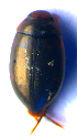 ( - BC ZSM COLA 00620)  @12 [ ] CreativeCommons - Attribution Non-Commercial Share-Alike (2010) Stefan Schmidt SNSB, Zoologische Staatssammlung Muenchen