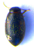  ( - BC ZSM COLA 00624)  @12 [ ] CreativeCommons - Attribution Non-Commercial Share-Alike (2010) Stefan Schmidt SNSB, Zoologische Staatssammlung Muenchen