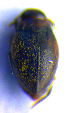  ( - BC ZSM COLA 00625)  @12 [ ] CreativeCommons - Attribution Non-Commercial Share-Alike (2010) Stefan Schmidt SNSB, Zoologische Staatssammlung Muenchen
