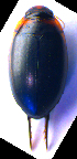  ( - BC ZSM COLA 00630)  @12 [ ] CreativeCommons - Attribution Non-Commercial Share-Alike (2010) Stefan Schmidt SNSB, Zoologische Staatssammlung Muenchen