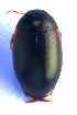  (Agabus clypealis - BC ZSM COLA 00639)  @12 [ ] CreativeCommons - Attribution Non-Commercial Share-Alike (2010) Stefan Schmidt SNSB, Zoologische Staatssammlung Muenchen