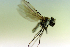  ( - BC ZSM DIP 00189)  @12 [ ] CreativeCommons - Attribution Non-Commercial Share-Alike (2010) Unspecified SNSB, Zoologische Staatssammlung Muenchen