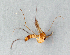  (Rymosia fasciata - BC ZSM DIP 00224)  @13 [ ] CreativeCommons - Attribution Non-Commercial Share-Alike (2010) Unspecified SNSB, Zoologische Staatssammlung Muenchen