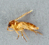  (Zygomyia humeralis - BC ZSM DIP 00228)  @11 [ ] CreativeCommons - Attribution Non-Commercial Share-Alike (2010) Unspecified SNSB, Zoologische Staatssammlung Muenchen