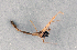  ( - BC ZSM DIP 00245)  @11 [ ] CreativeCommons - Attribution Non-Commercial Share-Alike (2010) Unspecified SNSB, Zoologische Staatssammlung Muenchen