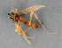  (Eurycnemus - BC ZSM DIP 00257)  @11 [ ] CreativeCommons - Attribution Non-Commercial Share-Alike (2010) Unspecified SNSB, Zoologische Staatssammlung Muenchen