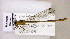  ( - BCZSM_ODO_0003)  @11 [ ] CreativeCommons - Attribution Non-Commercial Share-Alike (2015) Unspecified SNSB, Zoologische Staatssammlung Muenchen