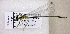 ( - BCZSM_ODO_0007)  @11 [ ] CreativeCommons - Attribution Non-Commercial Share-Alike (2015) Unspecified SNSB, Zoologische Staatssammlung Muenchen
