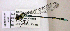  ( - BCZSM_ODO_0009)  @11 [ ] CreativeCommons - Attribution Non-Commercial Share-Alike (2015) Unspecified SNSB, Zoologische Staatssammlung Muenchen