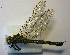  ( - BCZSM_ODO_0015)  @11 [ ] CreativeCommons - Attribution Non-Commercial Share-Alike (2015) Unspecified SNSB, Zoologische Staatssammlung Muenchen