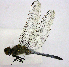  ( - BCZSM_ODO_0028)  @11 [ ] CreativeCommons - Attribution Non-Commercial Share-Alike (2015) Unspecified SNSB, Zoologische Staatssammlung Muenchen