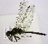  ( - BCZSM_ODO_0029)  @11 [ ] CreativeCommons - Attribution Non-Commercial Share-Alike (2015) Unspecified SNSB, Zoologische Staatssammlung Muenchen
