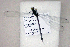  ( - BCZSM_ODO_0034)  @11 [ ] CreativeCommons - Attribution Non-Commercial Share-Alike (2015) Unspecified SNSB, Zoologische Staatssammlung Muenchen