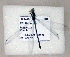  ( - BCZSM_ODO_0035)  @11 [ ] CreativeCommons - Attribution Non-Commercial Share-Alike (2015) Unspecified SNSB, Zoologische Staatssammlung Muenchen