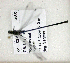  ( - BCZSM_ODO_0036)  @11 [ ] CreativeCommons - Attribution Non-Commercial Share-Alike (2015) Unspecified SNSB, Zoologische Staatssammlung Muenchen