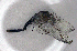  ( - BCZSM_ODO_0040)  @11 [ ] CreativeCommons - Attribution Non-Commercial Share-Alike (2015) Unspecified SNSB, Zoologische Staatssammlung Muenchen
