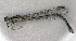  ( - BCZSM_ODO_0041)  @11 [ ] CreativeCommons - Attribution Non-Commercial Share-Alike (2015) Unspecified SNSB, Zoologische Staatssammlung Muenchen