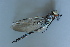  ( - BCZSM_ODO_0061)  @11 [ ] CreativeCommons - Attribution Non-Commercial Share-Alike (2015) Unspecified SNSB, Zoologische Staatssammlung Muenchen