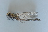  ( - BCZSM_ODO_0069)  @11 [ ] CreativeCommons - Attribution Non-Commercial Share-Alike (2015) Unspecified SNSB, Zoologische Staatssammlung Muenchen