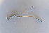  ( - BCZSM_ODO_0074)  @11 [ ] CreativeCommons - Attribution Non-Commercial Share-Alike (2015) Unspecified SNSB, Zoologische Staatssammlung Muenchen