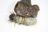  ( - BCZSM_EPH_0148)  @13 [ ] CreativeCommons - Attribution Non-Commercial Share-Alike (2015) Unspecified SNSB, Zoologische Staatssammlung Muenchen