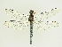  ( - GBOL00285)  @11 [ ] CreativeCommons - Attribution Non-Commercial Share-Alike (2015) Unspecified SNSB, Zoologische Staatssammlung Muenchen